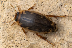 Coptotomus longulus