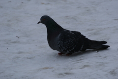 Columba livia domestica