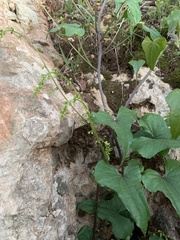 Dioscorea communis