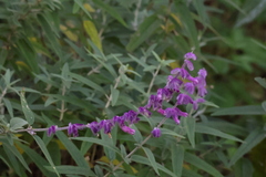 Salvia leucantha