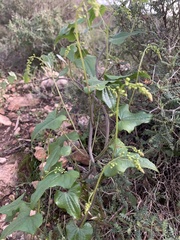 Dioscorea communis