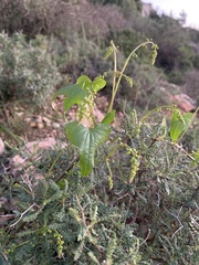 Dioscorea communis