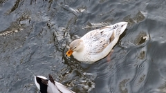 Anas platyrhynchos domesticus