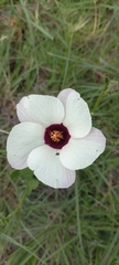 Hibiscus trionum