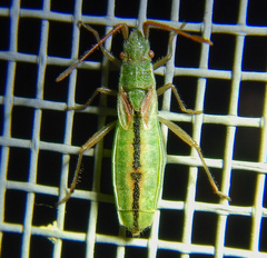 Myrmus miriformis