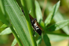 Macrophya duodecimpunctata