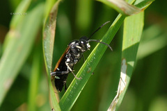 Macrophya duodecimpunctata