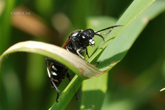 Macrophya duodecimpunctata