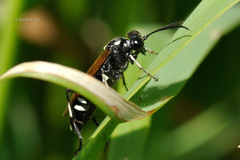 Macrophya duodecimpunctata