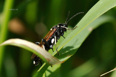 Macrophya duodecimpunctata
