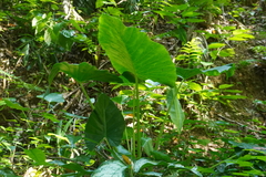 Alocasia macrorrhizos