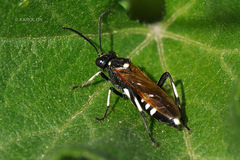 Macrophya duodecimpunctata