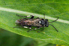 Macrophya albicincta