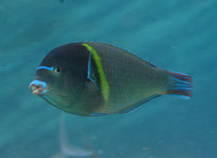 Anampses caeruleopunctatus
