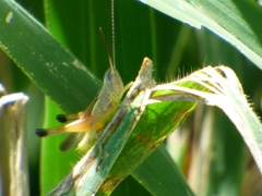 Staurorhectus longicornis