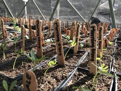 Solanum lycopersicum lycopersicum