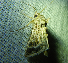 Thysanoplusia daubei