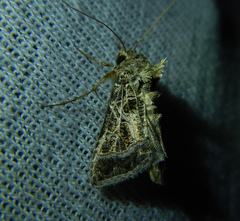 Thysanoplusia daubei