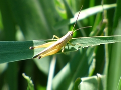 Staurorhectus longicornis