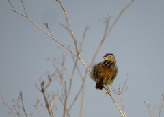 Cisticola juncidis