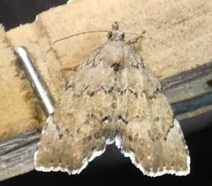 Cutina aluticolor