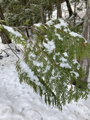 Thuja plicata