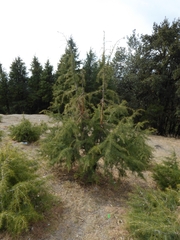 Cedrus deodara