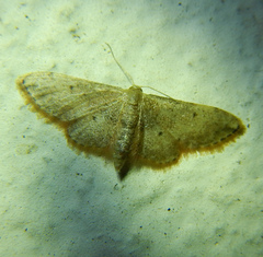 Idaea efflorata