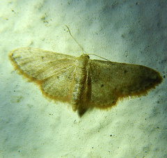 Idaea efflorata