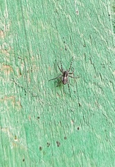 Acantholycosa lignaria