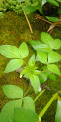 Cleome rutidosperma