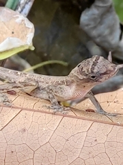 Anolis cupreus