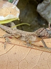Anolis cupreus