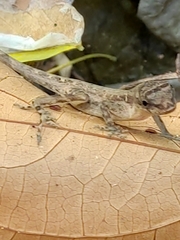 Anolis cupreus