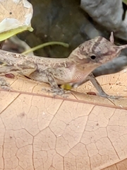 Anolis cupreus