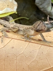 Anolis cupreus