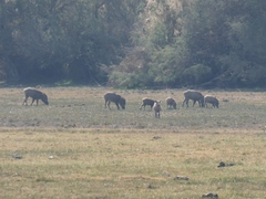 Sus scrofa cristatus