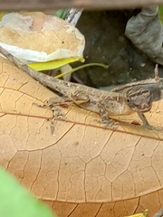 Anolis cupreus