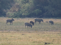 Sus scrofa cristatus