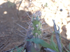 Opuntia aurantiaca