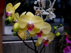Phalaenopsis