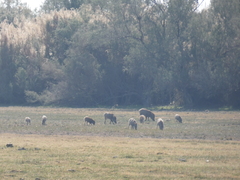 Sus scrofa cristatus