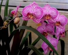 Phalaenopsis