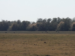 Sus scrofa cristatus