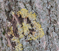 Xanthoria parietina