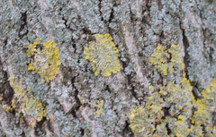 Xanthoria parietina