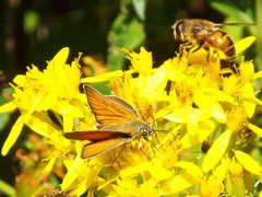 Thymelicus sylvestris