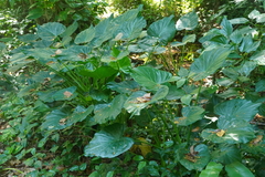 Alocasia macrorrhizos