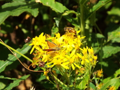 Thymelicus sylvestris