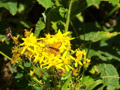 Thymelicus sylvestris